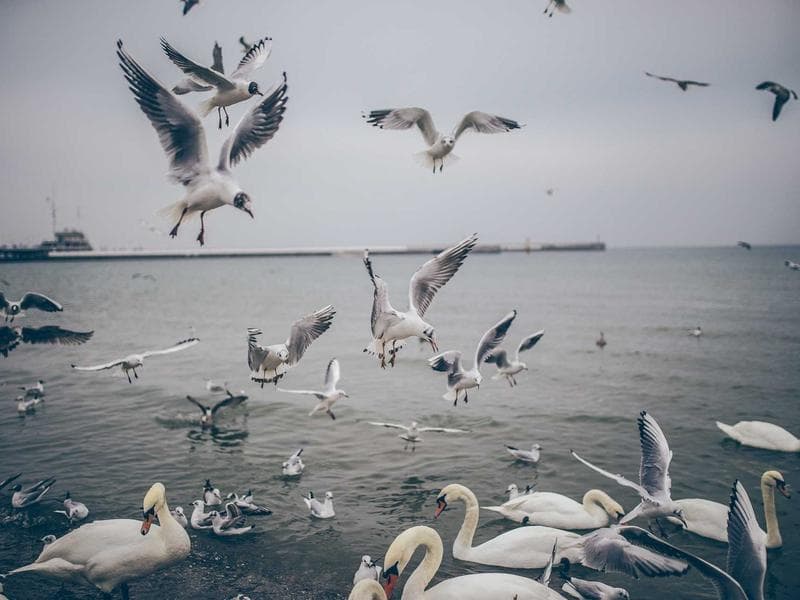 Plafond du palais du Bardo