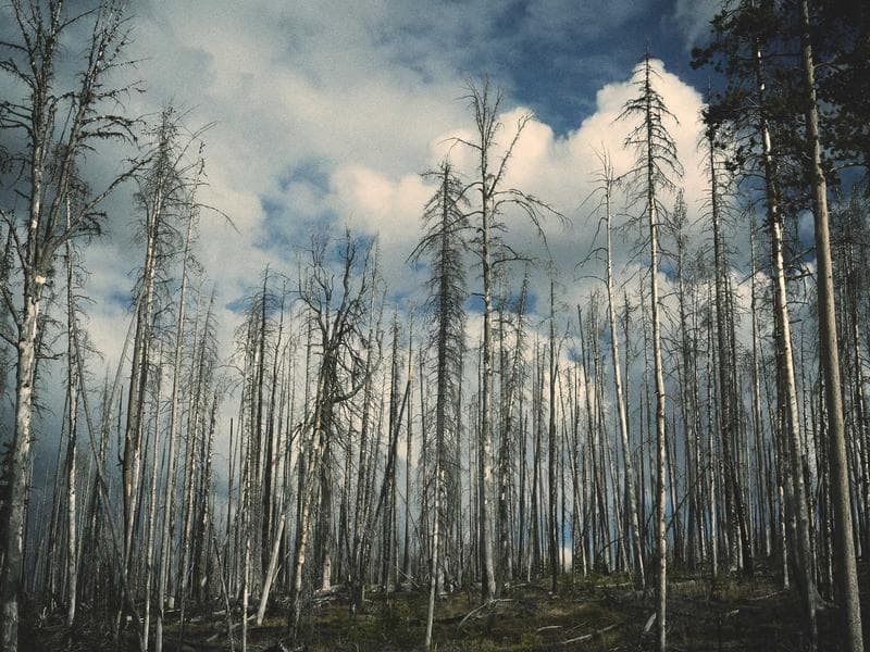 Outils en fer forgé