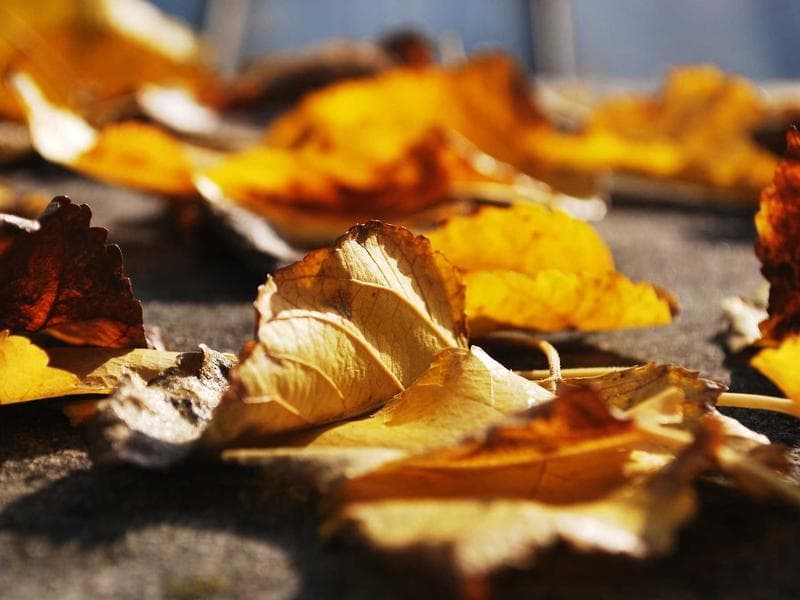 Pèlerins à la Ghriba