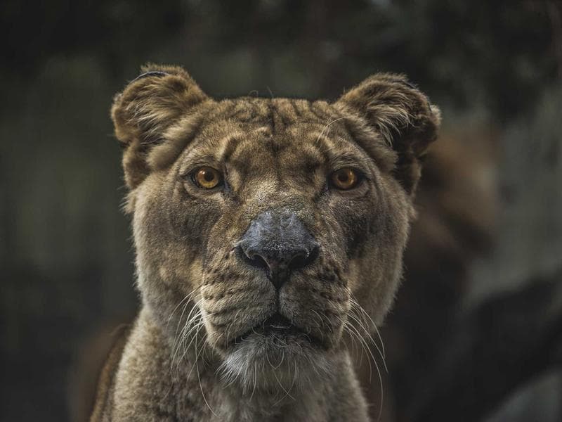 Scène du festival de jazz de Tabarka