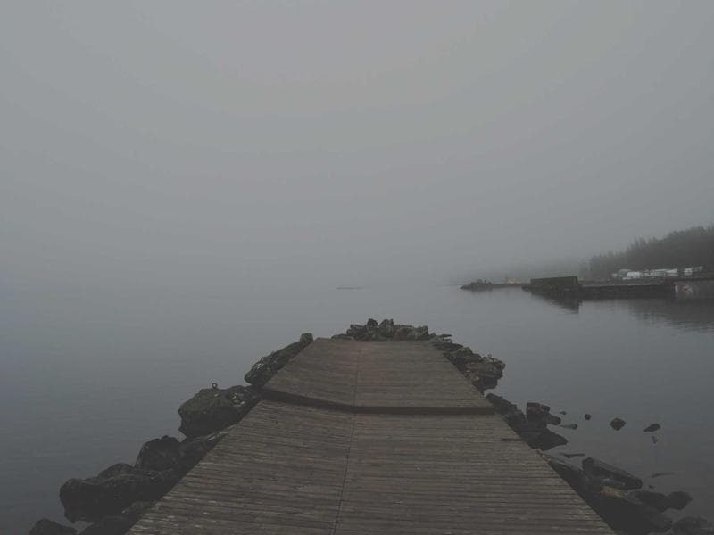 Forêt près de la mer