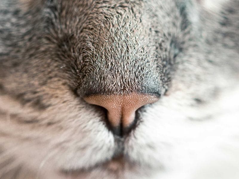 Randonneur à Zaghouan